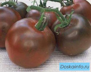 Продам профессиональные семена цветов и овощей, семена сидератов.