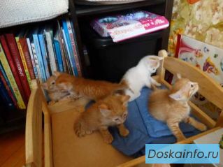 Отдам котят