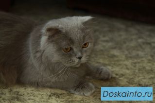 В связи с расформированием питомника отдаются