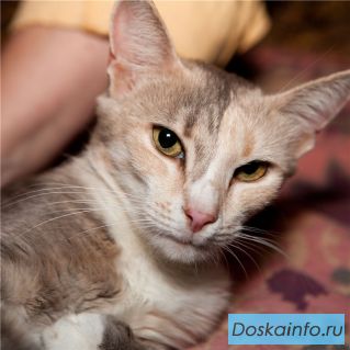 Кошка    с чудесным               характером ищет дом.