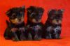 Уменьшенная картинка