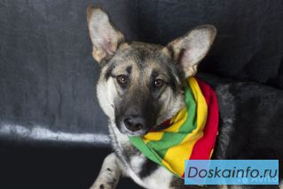 Дуня овчарка