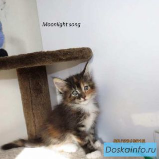 Котята    породы      Мейн кун           
