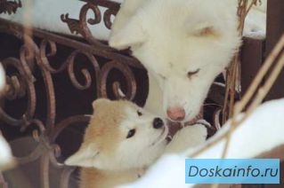 Продажа щеночка Акита Ину Акита-Ину Хатико