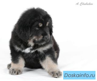 Щенки         тибетского    мастифа продам                  