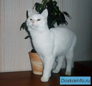 ПРОПАЛ КОТ