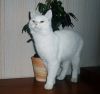 ПРОПАЛ КОТ
