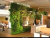 Фитодизайн и озеленение от            студии "GardenCity"