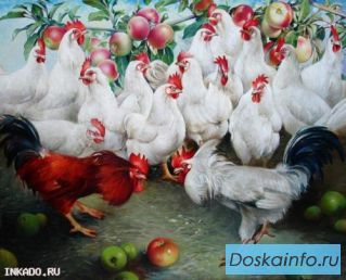 Куры молодки