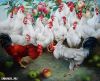 Куры молодки