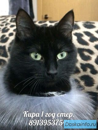 Умница Кира