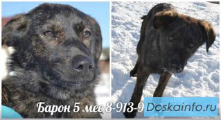 Щенок Барон