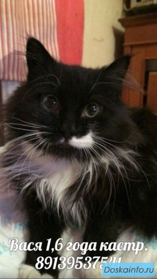 Отдам Васю кота