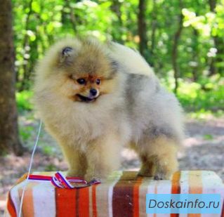 Померанский миниатюрный шпиц 