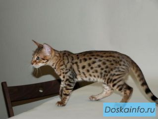 Сервал Ф4