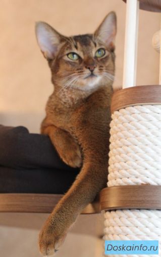 Абиссинские            котята
