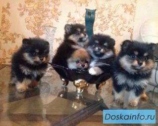 Клубные мини померанские шпицы