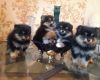 Уменьшенная картинка
