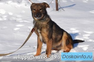 Щенок Ларри