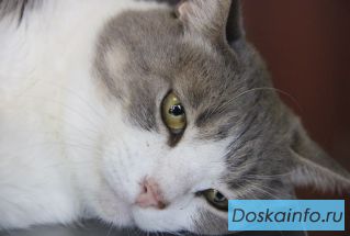 Кошечка Юля                     ищет хозяина!                           