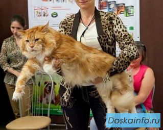 Мейн-кун котята для Вас