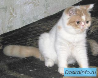 Экзотическая короткошерстная принцесса (6 мес.)