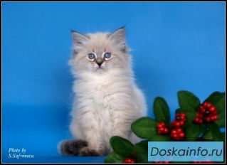 Очаровательные Невские маскарадные котята!