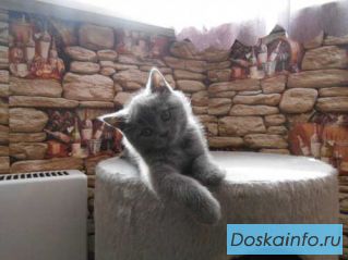Британские     котята                         