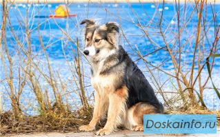 Сногсшибательная красотка Лола ищет хозяев!