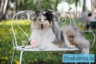 Колли Щенки