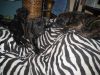 Уменьшенная картинка