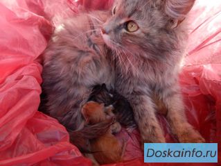 Новорожденные котята с мамой ищут приют