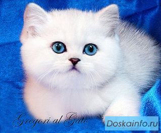 Британские серебристая шиншиллы с изумрудными глазами шоу-класс