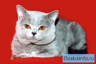 10-11 мая -  московский              фестиваль кошек Сокольники