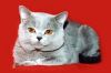 10-11 мая -  московский              фестиваль кошек Сокольники