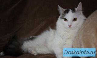 Кошка-крошка Нэнси