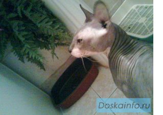 Донской сфинкс кот приглашает на вязку