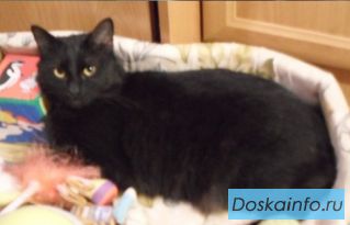 Пропал домашний кот
