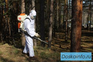 Противоклещевая обработка участка