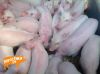 Куплю поросят