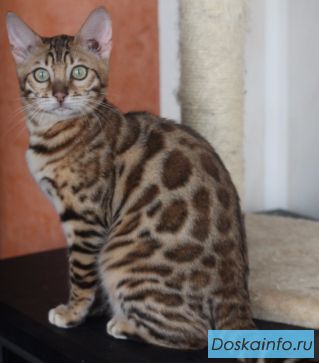 Бенгальские котята