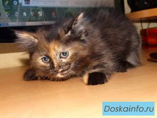 Отдам котенка в хорошие руки