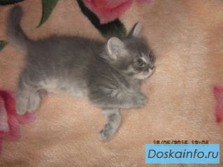 Отдам котенка в хорошие руки!
