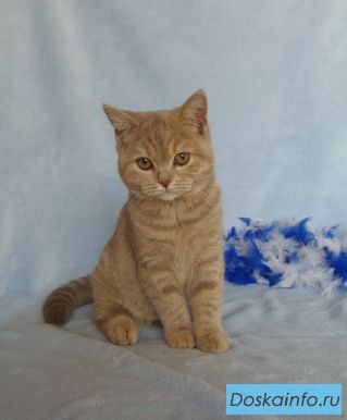 Британская кошечка