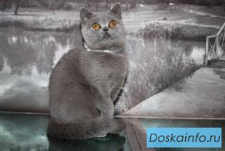 Британская голубая