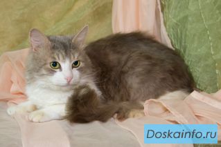 Ласковый котик в добрые руки!