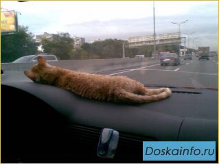 Купить котенка  неаллергенные кошки