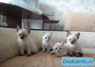 Невские Маскарадные котята