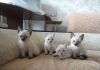 Невские Маскарадные котята
