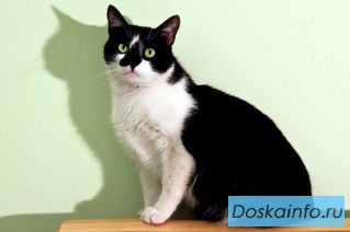 Сэр Арчибальт, рыцарь круглой миски ищет дом!